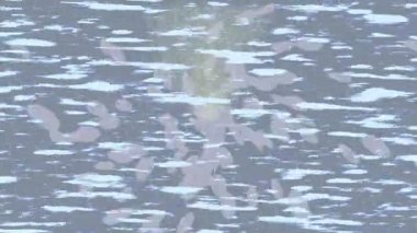 Dijital doku yüzey tasarım biçimi ile modern video animasyonu için gelişmiş hareket grafikleri