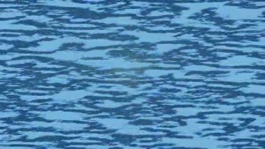 Yaratıcı video düzenleme film tasarımı için benzersiz hareket grafikleri biçimi giriş hareketi video pro