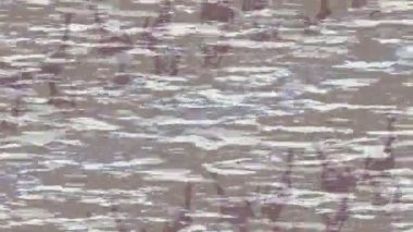 Yaratıcı video düzenleme film arkaplan tasarımı için minimalist organik hareket grafikleri