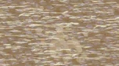 Yaratıcı video düzenleme film arkaplan tasarımı için minimalist organik hareket grafikleri