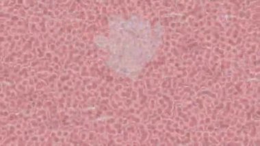 Yaratıcı video düzenleme film arkaplan tasarımı için minimalist organik hareket grafikleri