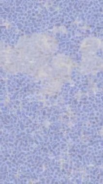 Soyut hareket desenli fütüristik video üretimi için dinamik dijital arkaplan