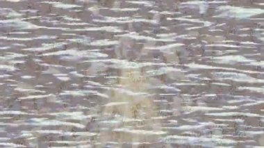 Benzersiz dijital hareket grafiklerine sahip yaratıcı sinematik projeler için yumuşak animasyon yüzeyi