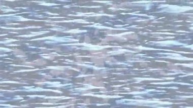 Benzersiz dijital hareket grafiklerine sahip yaratıcı sinematik projeler için yumuşak animasyon yüzeyi