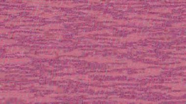 Yaratıcı video düzenleme film tasarımı için benzersiz hareket grafikleri biçimi giriş hareketi video pro