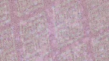 Profesyonel video projeleri sanat tarzı için organik hareketli arkaplan tasarımı