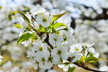 İlkbaharda çiçek açan armut çiçeği