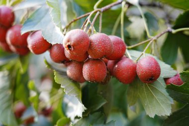 Hawthorn Kırmızı Diken meyvesi ağaçta yetişir.