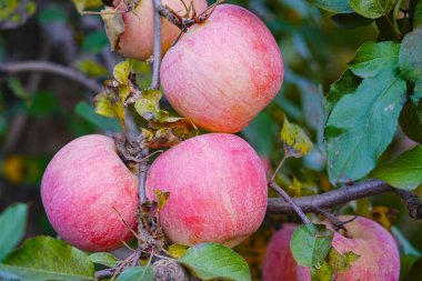 Ağaçta yetişen kırmızı elmanın yakın çekimi.
