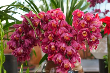 Çok çeşitli orkideler, tam çiçeklenme, renkli ve canlı.