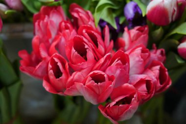 Bir buket çiçek açan pembe laleler, zengin ve katmanlı pembe renk şemasını sunan dolu bir çiçek kabı.