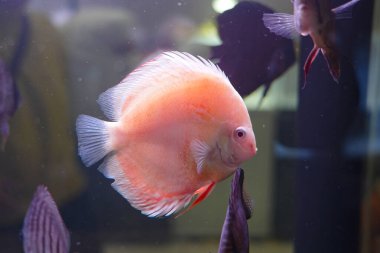 Birkaç parlak renkli balık, berrak akvaryumda sakin bir şekilde yüzer.