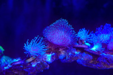 Bir palyaço balığı deniz şakayıklarının dokunaçları arasında mekik dokuyor, onlarla harika bir simbiyotik ilişki kuruyor, deniz ekosistemindeki yaşamın eşsiz güzelliğini gösteriyor..