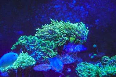 Bir palyaço balığı deniz şakayıklarının dokunaçları arasında mekik dokuyor, onlarla harika bir simbiyotik ilişki kuruyor, deniz ekosistemindeki yaşamın eşsiz güzelliğini gösteriyor..