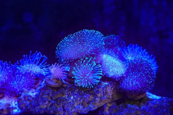 Bir palyaço balığı deniz şakayıklarının dokunaçları arasında mekik dokuyor, onlarla harika bir simbiyotik ilişki kuruyor, deniz ekosistemindeki yaşamın eşsiz güzelliğini gösteriyor..