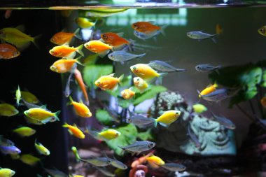 Renkli etekli balıklara yakın, özgürce dolaşan bir balık sürüsü