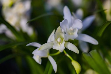 Çok çeşitli orkideler, tam çiçeklenme, renkli ve canlı.