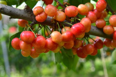 Olgun kirazlar ağaçta.