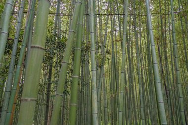 Japonya 'daki yeşil bir bambu ormanının yakın görüntüsü.