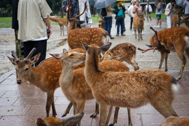11 Haziran 2025 'te Japonya' nın Nara kentinde Nara Deer Parkı 'nda birbirleriyle etkileşime giren geyik sürüsünün yakın plan görüntüsü.
