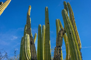 Phoenix, Arizona, ABD 'deki bir organ borusu kaktüsüne düşük açılı bakış açısı