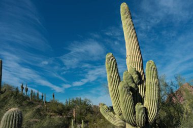 View of a saguaro cactus in the desert of Phoenix, Arizona, USA against a dark, clear sky