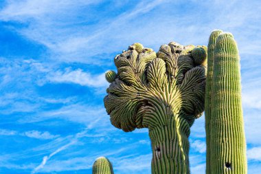 Close view of a saguaro cactus with an unusual fan-like mutation called fasciation or cresting