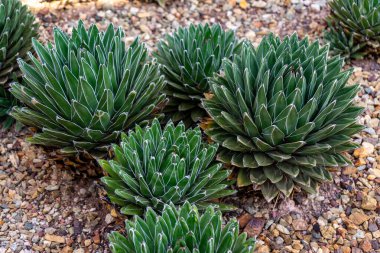 Bir Kraliçe Victoria agave kümesi (Agave victoriae-reginae), Meksika kökenli sulu bir tür.