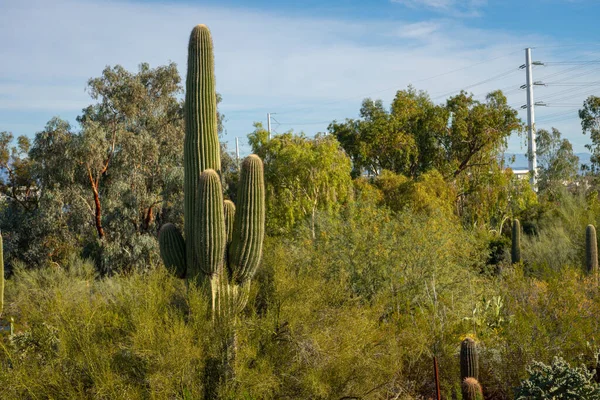 Saguaro kaktüsü Phoenix, Arizona, ABD 'de çölde çalılarla çevrili.