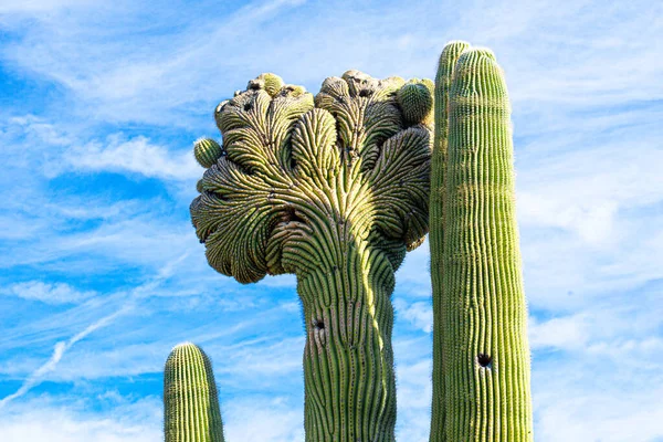 Saguaro kaktüsü fanı andıran bir mutasyon geçirmiş. Adı fasiation veya cresting.