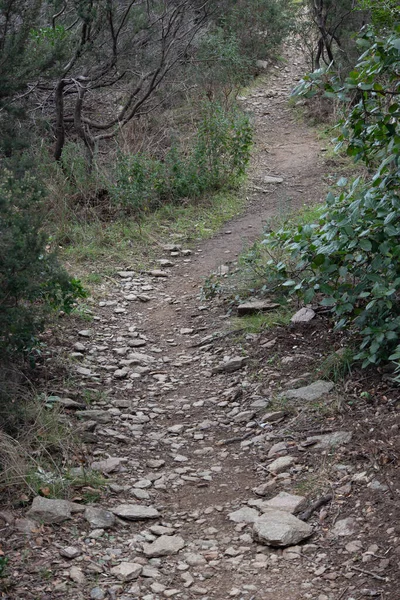 Akdeniz ormanlarında kayalık yürüyüş yolu. Fransa 'nın güneyindeki bir orman ortamında taşlı ve dengesiz bir toprak parçası..