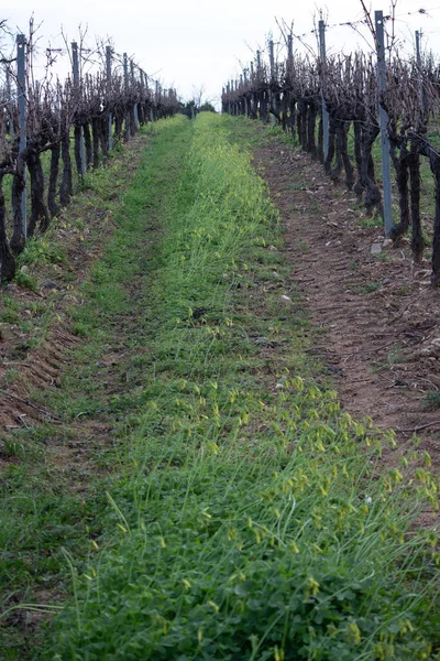 Güney Fransa 'da kış mevsiminde uykuda olan üzümler arasında yeşil çimenler büyüyen üzüm bağları. Tarım arazisi ve kırsal bölge.