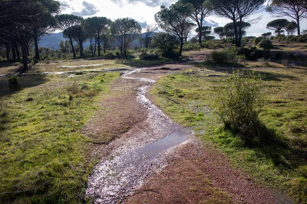 Şiddetli yağmurdan sonra mevsimlik sulak arazi.