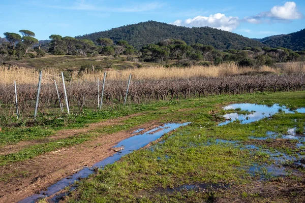 Sel basmış üzüm bağları Kış asmaları ve uzak tepelerle