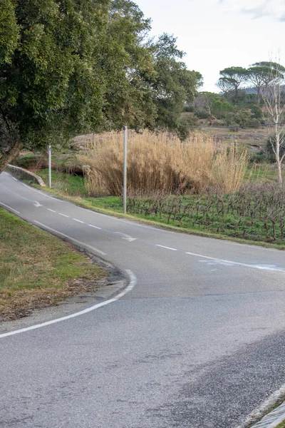 Kavisli ve ağaçlı boş köy yolu.