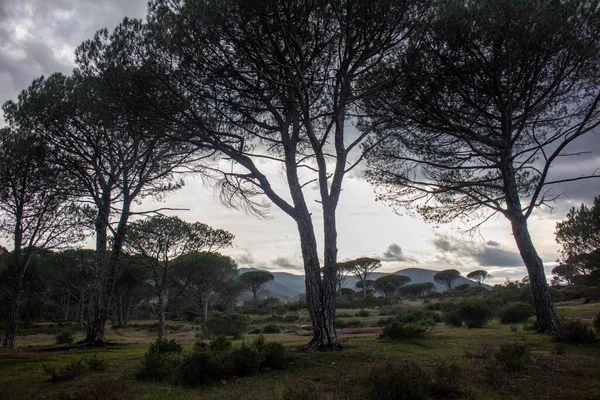 Tipik Akdeniz bitki örtüsü..