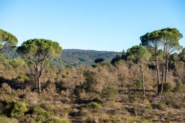 Fransa 'nın Provence kentindeki Vidauban yakınlarındaki Plaine des Maures' ın doğal manzarası, çalılık, çam ağaçları ve yumuşak mevsimlik ışık altında toprak izleri.