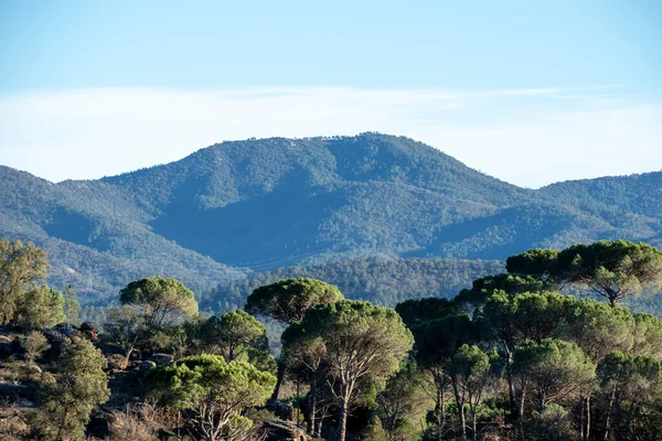 Fransa 'nın Provence kentindeki Vidauban yakınlarındaki Plaine des Maures' ın doğal manzarası, çalılık, çam ağaçları ve yumuşak mevsimlik ışık altında toprak izleri.