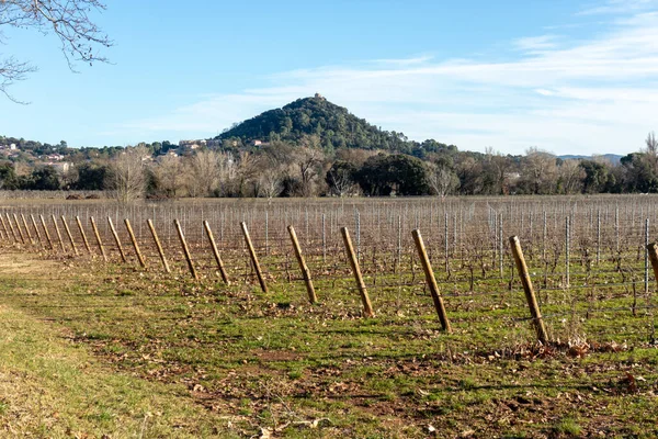 Fransa 'nın Provence kentindeki Vidauban yakınlarındaki Chateau Astros' un üzüm bağları. Uzakta Sainte Brigitte Şapeli 'ne ev sahipliği yapan tepe..