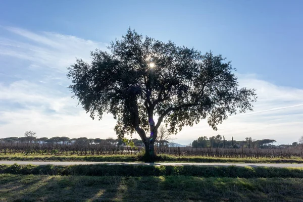 Fransa 'nın Provence kentindeki kırsal bir arazide yapayalnız meşe ağacı, düşük kış güneşi ve çimenlerin üzerinde uzun gölgeler..