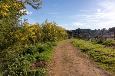 Mimoza çiti ve yapraksız sarmaşıklar, direkler ve sarmaşıklarla çevrili bir kış üzüm bağıyla çevrili toprak yolu..