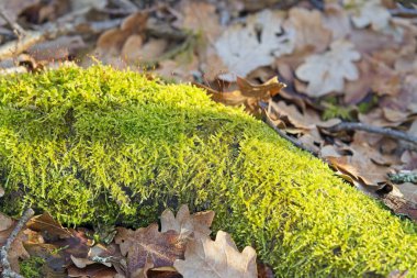 Brieseland, Brandenburg, Almanya yakınlarındaki ağaçlar, yosunlar ve yaprakların oluşturduğu ormandan 25.02.2026 'ya kadar olan etkiler.