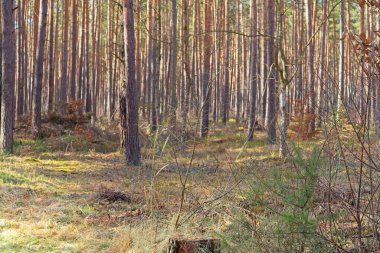 Brieseland, Brandenburg, Almanya yakınlarındaki ağaçlar, yosunlar ve yaprakların oluşturduğu ormandan 25.02.2026 'ya kadar olan etkiler.
