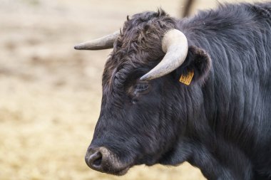Salamanque, Esapgne, 2023-09-16. İspanya 'da çok güzel boğalar var. Fotoğraf: Jean-Marc Vigneres.