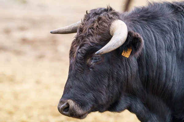 Salamanque, Esapgne, 2023-09-16. İspanya 'da çok güzel boğalar var. Fotoğraf: Jean-Marc Vigneres.
