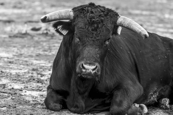 Salamanque, Esapgne, 2023-09-16. İspanya 'da çok güzel boğalar var. Fotoğraf: Jean-Marc Vigneres.