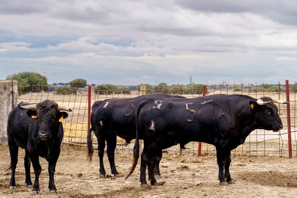 Salamanque, Esapgne, 2023-09-16. İspanya 'da çok güzel boğalar var. Fotoğraf: Jean-Marc Vigneres.