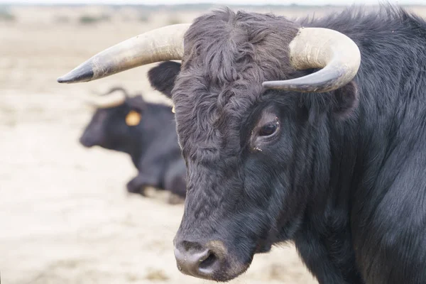 Salamanque, Esapgne, 2023-09-16. İspanya 'da çok güzel boğalar var. Fotoğraf: Jean-Marc Vigneres.
