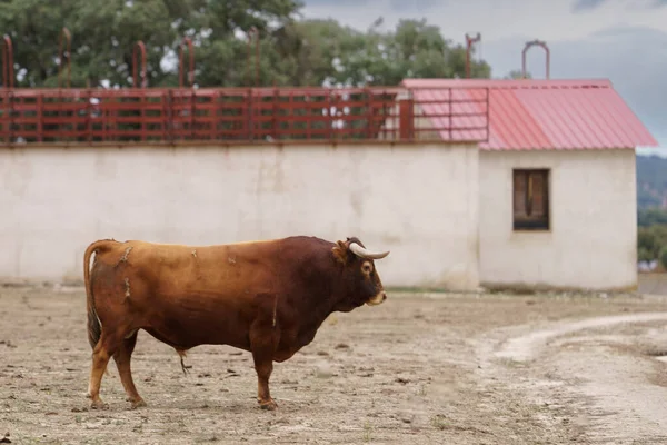 Salamanque, Esapgne, 2023-09-16. İspanya 'da çok güzel boğalar var. Fotoğraf: Jean-Marc Vigneres.