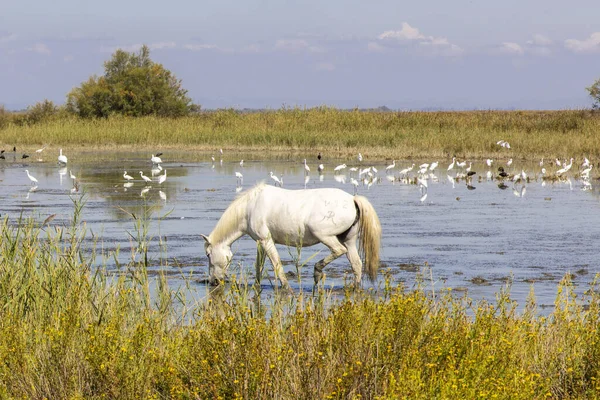 Fransa, 2024-09-19. Camargue, Fransa 'da beyaz atlar. Fotoğraf: Jean-Marc Vigneres